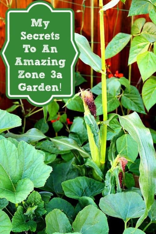 My Secrets To Growing An Amazing Zone 3a Garden