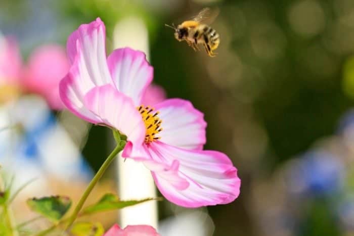 close up of pink flower with a bee flying near to it