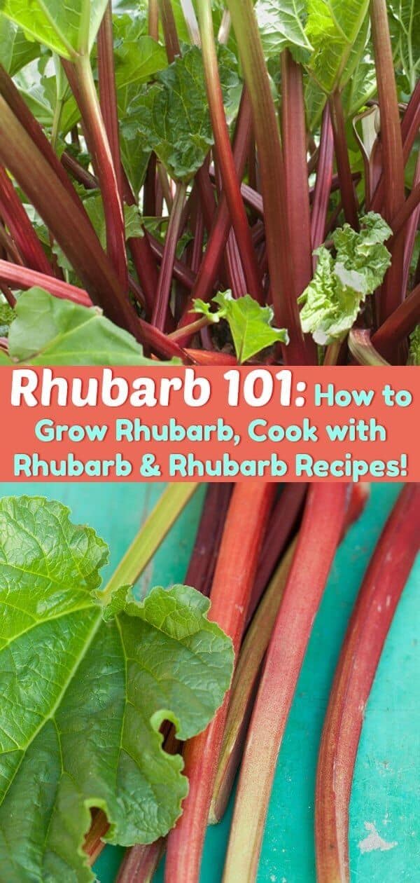 Rhubarb - Inspiration Farm
